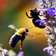 Illustration for article titled Some Bees Are Natural Thrill-Seekers